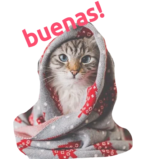 CatFaces - Sticker 19