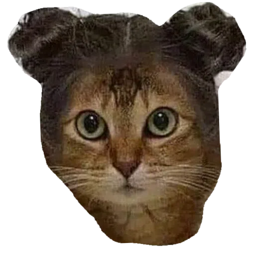 CatFaces - Sticker 25
