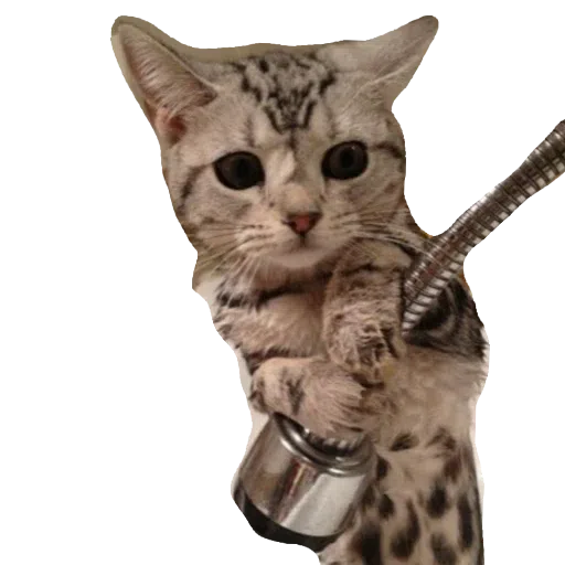 CatFaces - Sticker 26