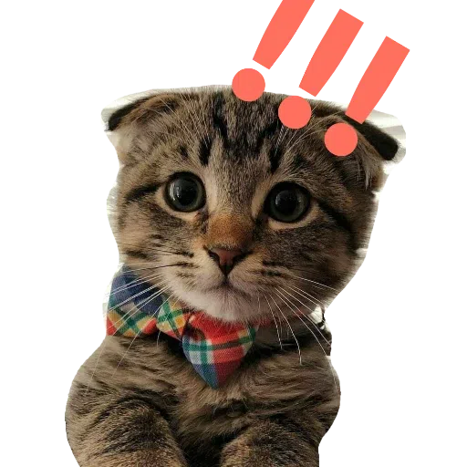 CatFaces - Sticker 12