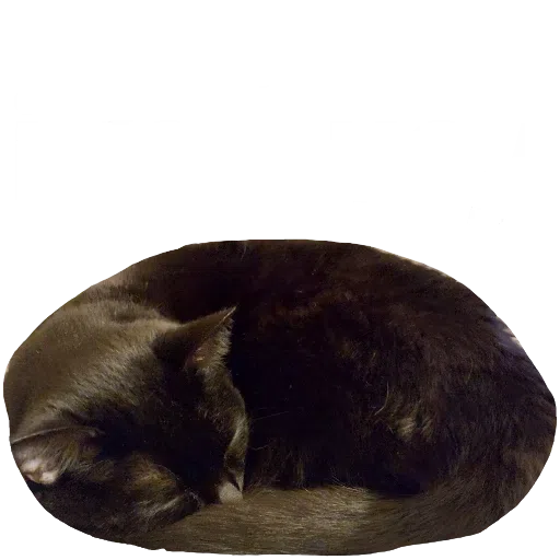 CatFaces - Sticker 24