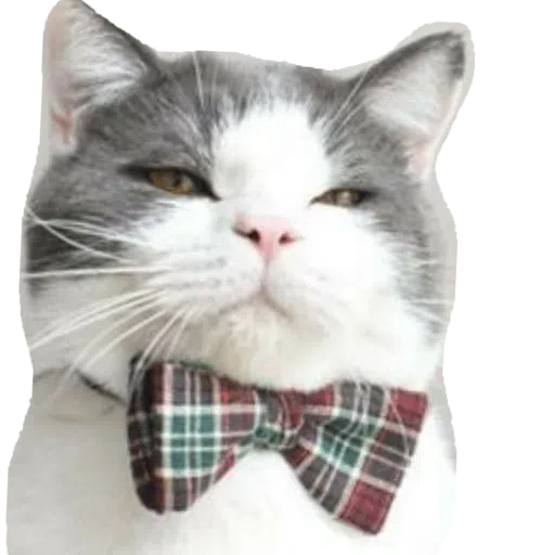 CatFaces - Sticker 22