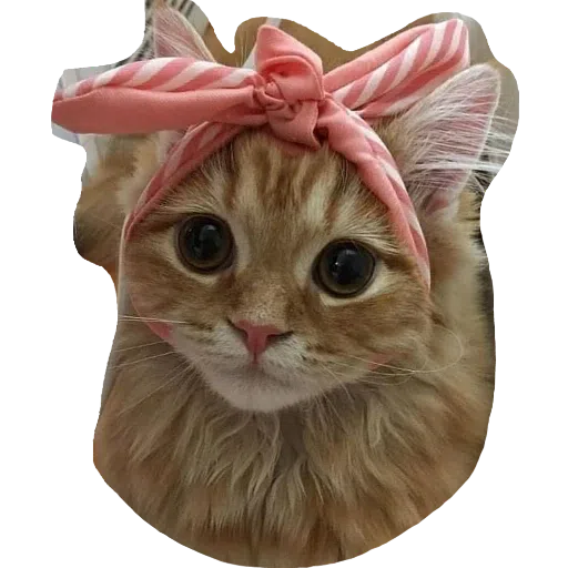 CatFaces - Sticker 16