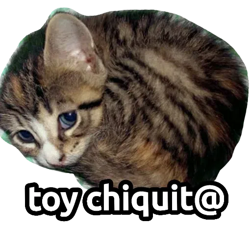 CatFaces - Sticker 14