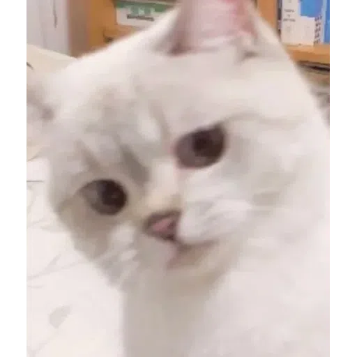 on9 cat - Sticker 9