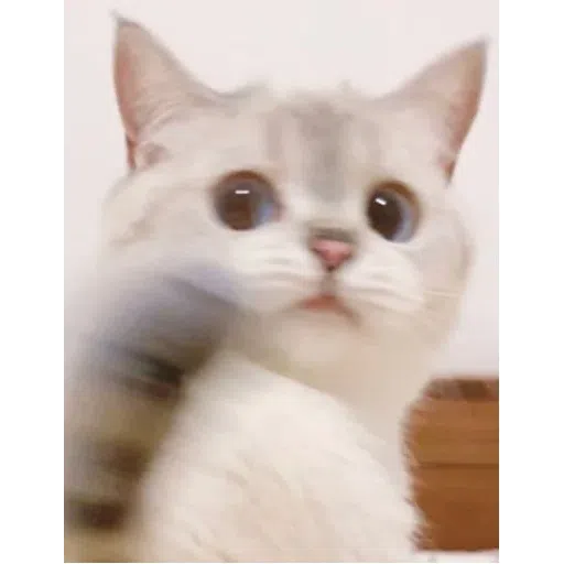 on9 cat - Sticker 10