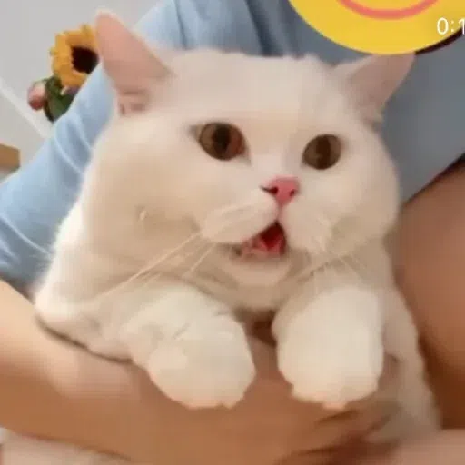 on9 cat - Sticker 15
