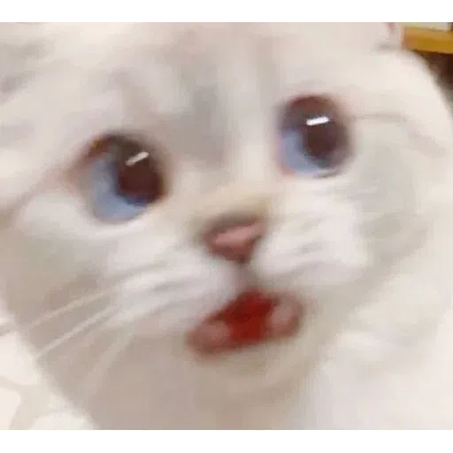 on9 cat - Sticker 11
