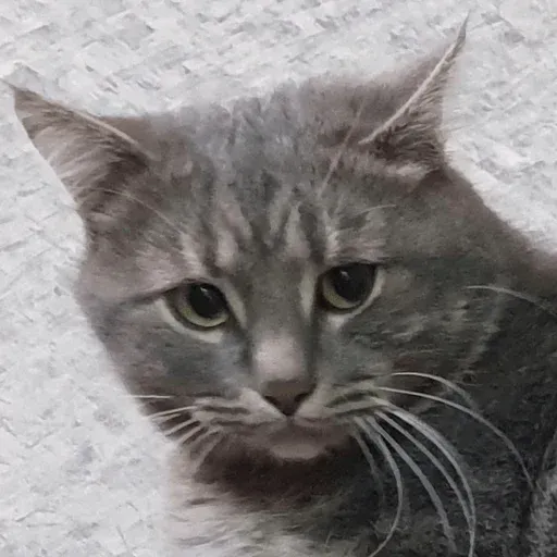 aleshaanimals2020 - Sticker 20