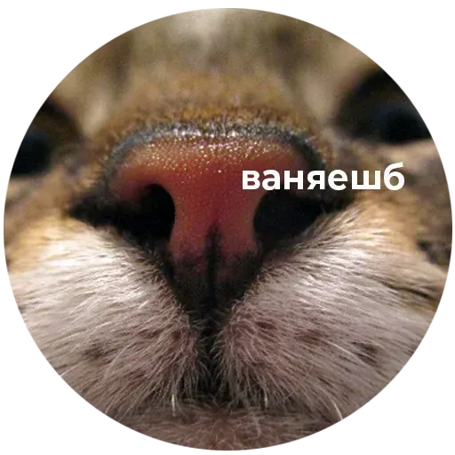 aleshaanimals2020 - Sticker 30