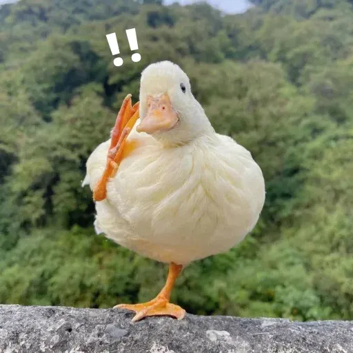 duck 4 - Sticker 16