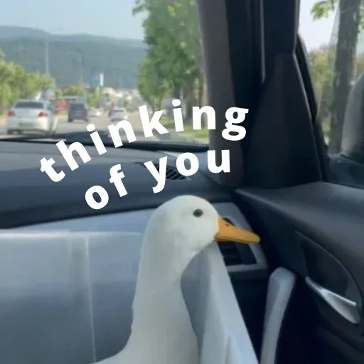 duck 4 - Sticker 11