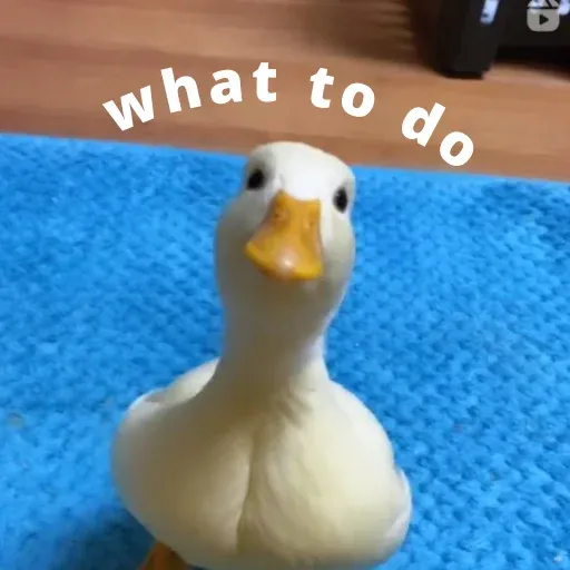 duck 4 - Sticker 12