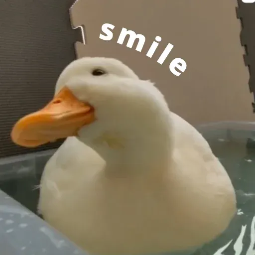 duck 4 - Sticker 14