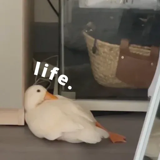 duck 4 - Sticker 20