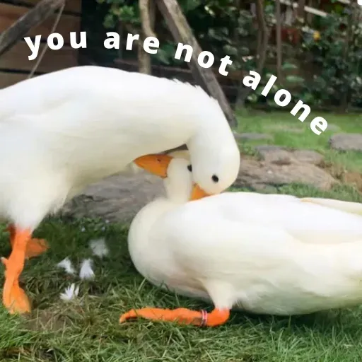 duck 4 - Sticker 15