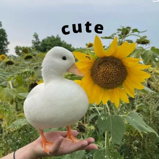 duck 4 - Sticker 19