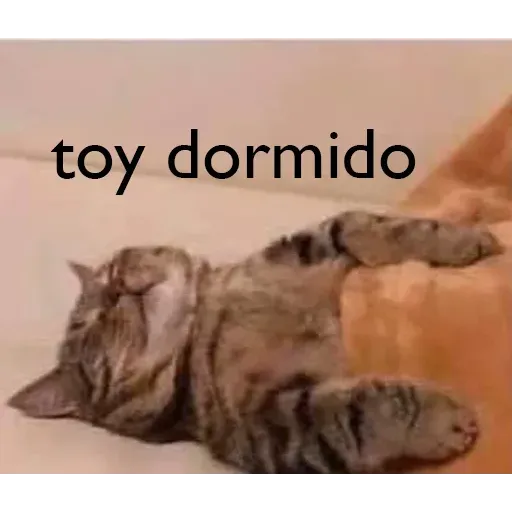 Gatitos - Sticker 20