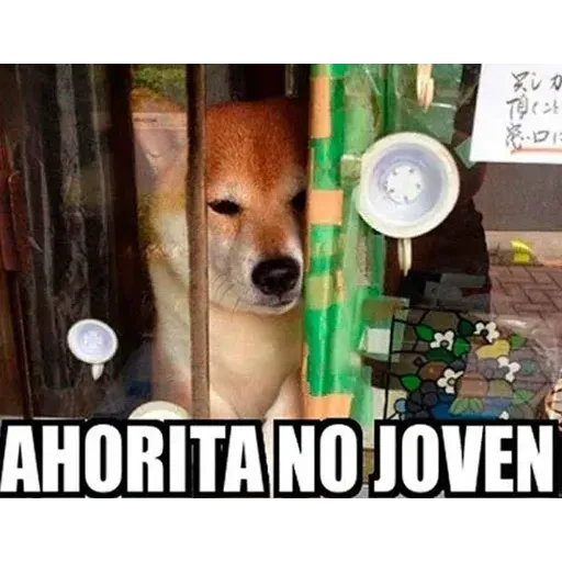 Gatitos - Sticker 23