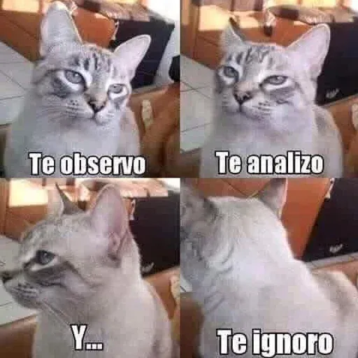 Gatitos - Sticker 28