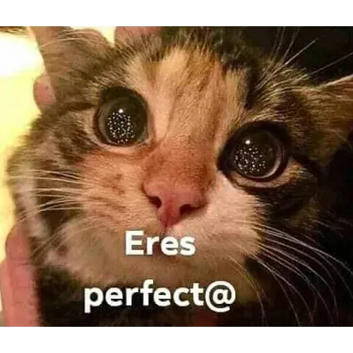 Gatitos - Sticker 17