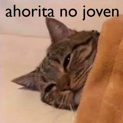 Gatitos - Sticker 21