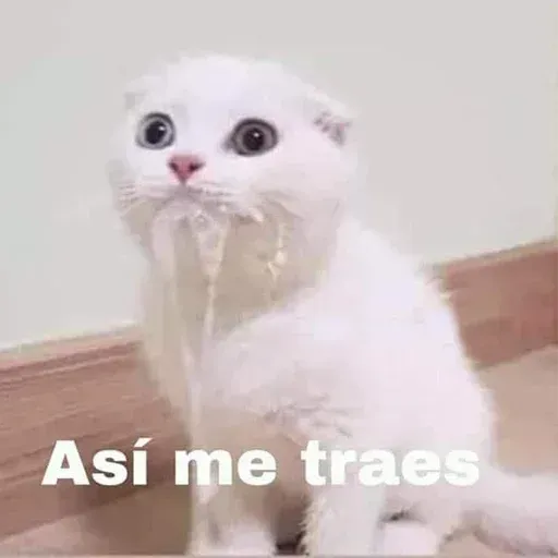 Gatitos - Sticker 11