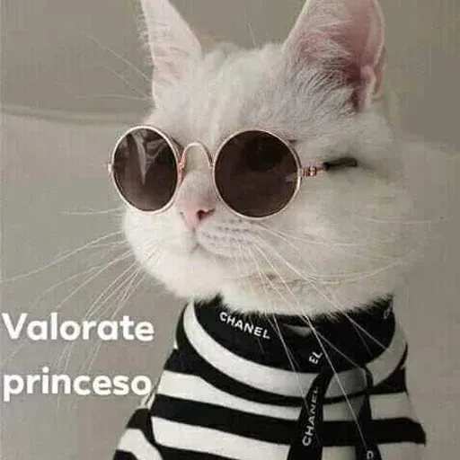 Gatitos - Sticker 18