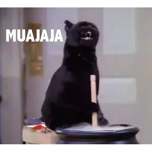Gatitos - Sticker 15