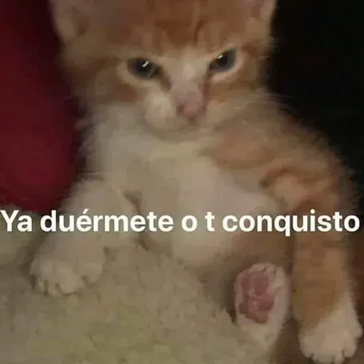 Gatitos - Sticker 13
