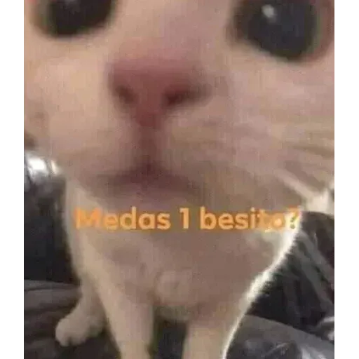 Gatitos - Sticker 19
