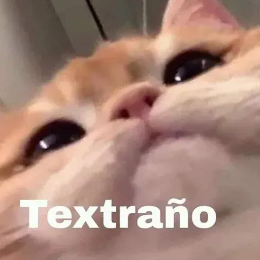 Gatitos - Sticker 10