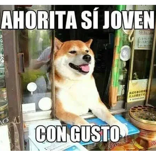Gatitos - Sticker 24