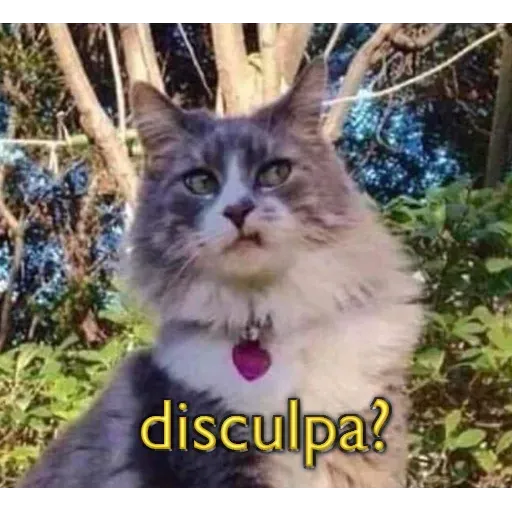 Gatitos - Sticker 27