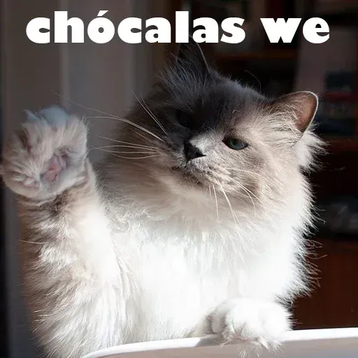Gatitos - Sticker 22