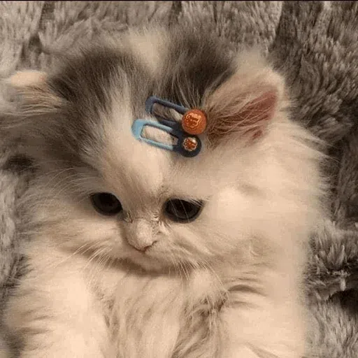 more cats with threatening aura - Sticker 10