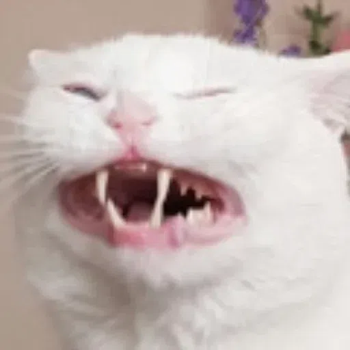 more cats with threatening aura - Sticker 26