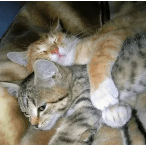 more cats with threatening aura - Sticker 15