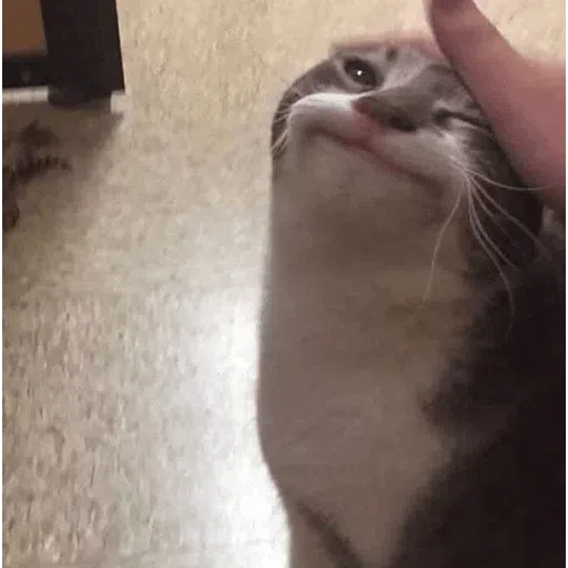 more cats with threatening aura - Sticker 9