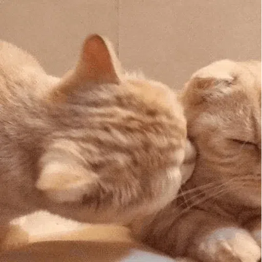 more cats with threatening aura - Sticker 12