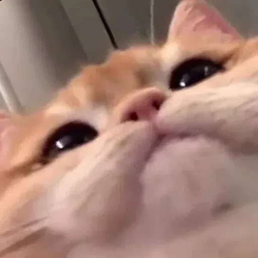 more cats with threatening aura - Sticker 23