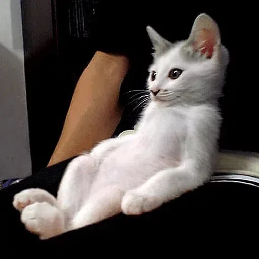1.1 - Sticker 23