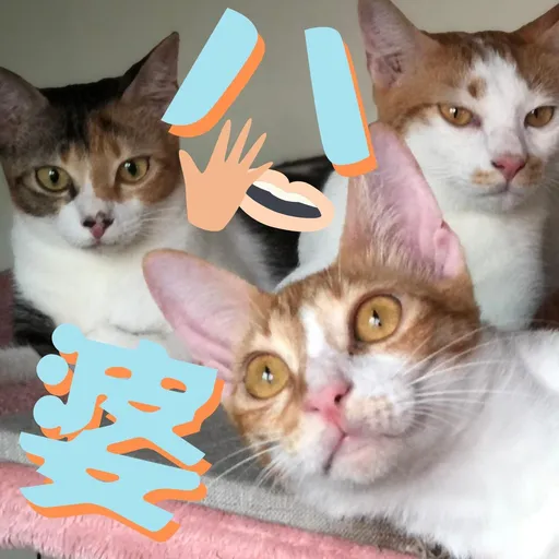港短閪貓團（表情篇） - Sticker 9
