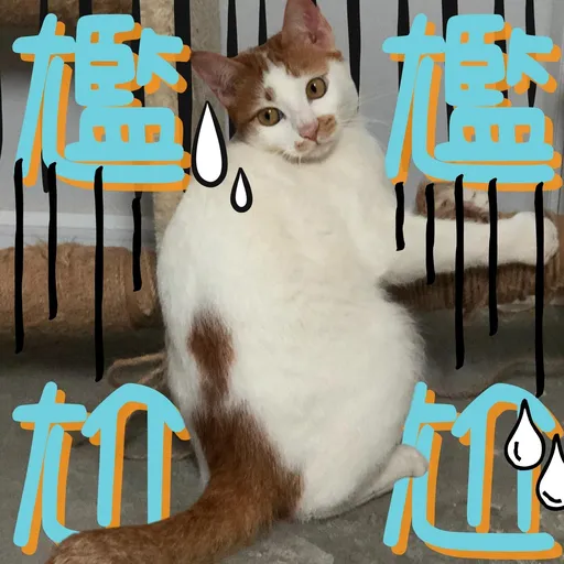 港短閪貓團（表情篇） - Sticker 12