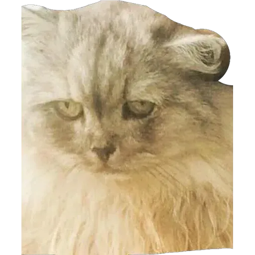 Kek - Sticker 17