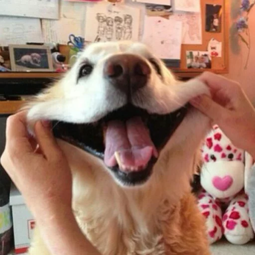 Dogs WhatsApp Stickers Stickers Cloud