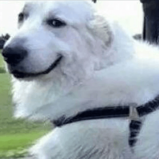 Dog WhatsApp Stickers Stickers Cloud