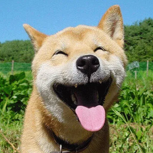 Dogs - Sticker 17