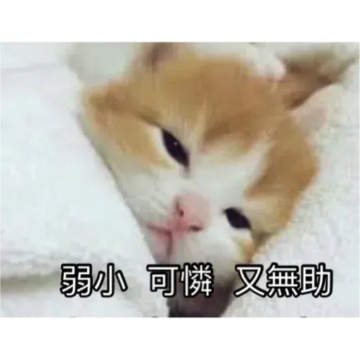 Cat2 - Sticker 30