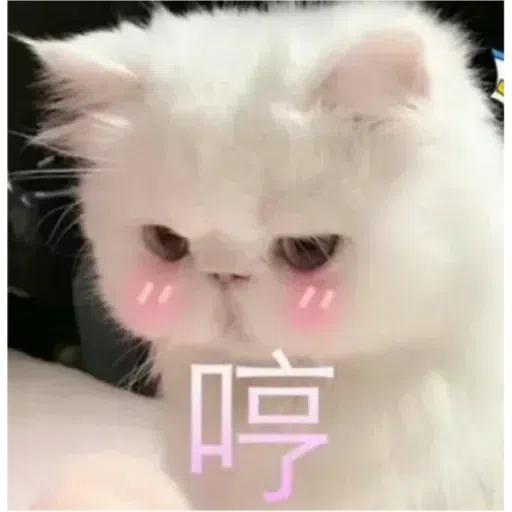 Cat2 - Sticker 12
